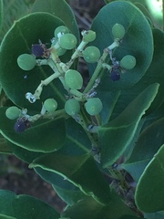 Olea capensis macrocarpa