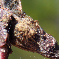 Philodromus cespitum