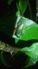 Callimedusa tomopterna