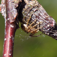 Philodromus cespitum