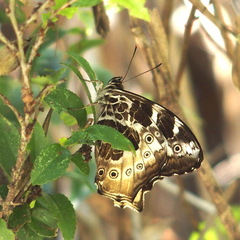 Neope armandii