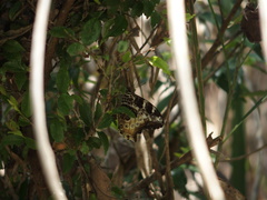 Neope armandii