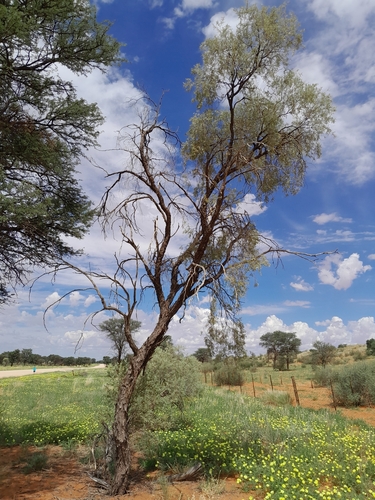 Image of Vachellia haematoxylon by no rights reserved