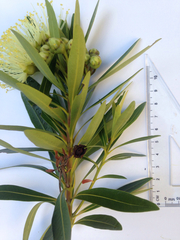 Xanthostemon verticillatus