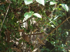 Neope armandii