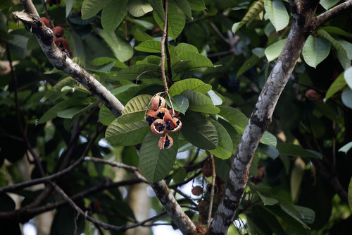 Sterculia cordata, photograph 6