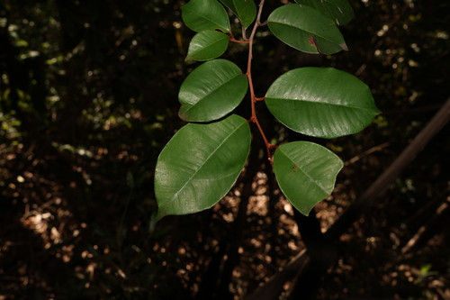 Satinleaf (Chrysophyllum oliviforme)