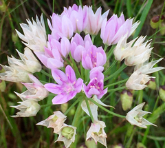 Allium unifolium