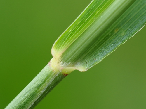 Setaria sphacelata