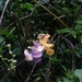 Snail Vine - Photo (c) Emanuel Grassi, some rights reserved (CC BY-NC), uploaded by Emanuel Grassi