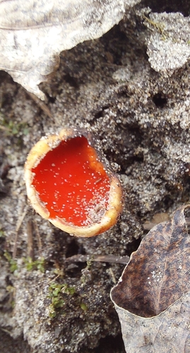 Sarcoscypha coccinea — (c) connyc, some rights reserved (CC BY)
