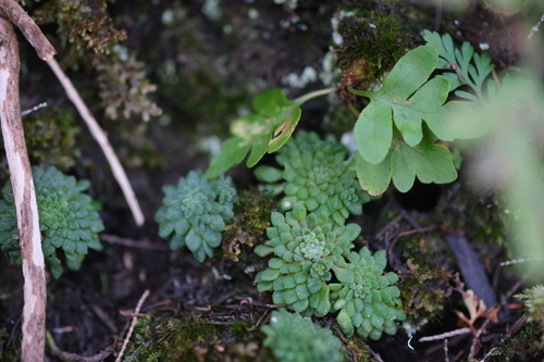 Monanthes brachycaulos