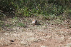 Passer rufocinctus