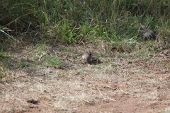 Passer rufocinctus