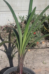 Clivia mirabilis