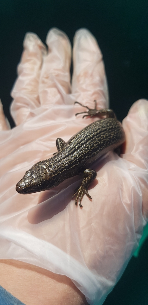 Pedra Branca Cool-Skink