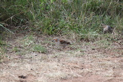 Passer rufocinctus