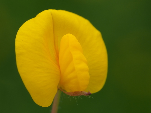 Arachis duranensis Krapov. & W.C.Greg.