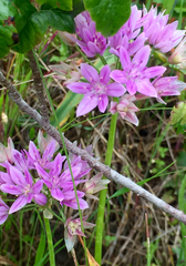 Allium unifolium