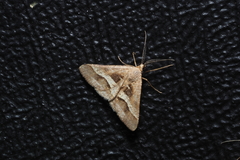 Isturgia disputaria