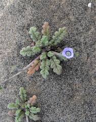Phacelia stellaris