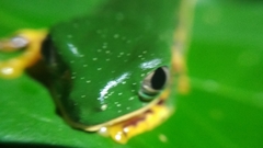 Callimedusa tomopterna