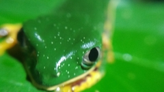 Callimedusa tomopterna
