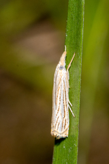 Crambus multilinellus