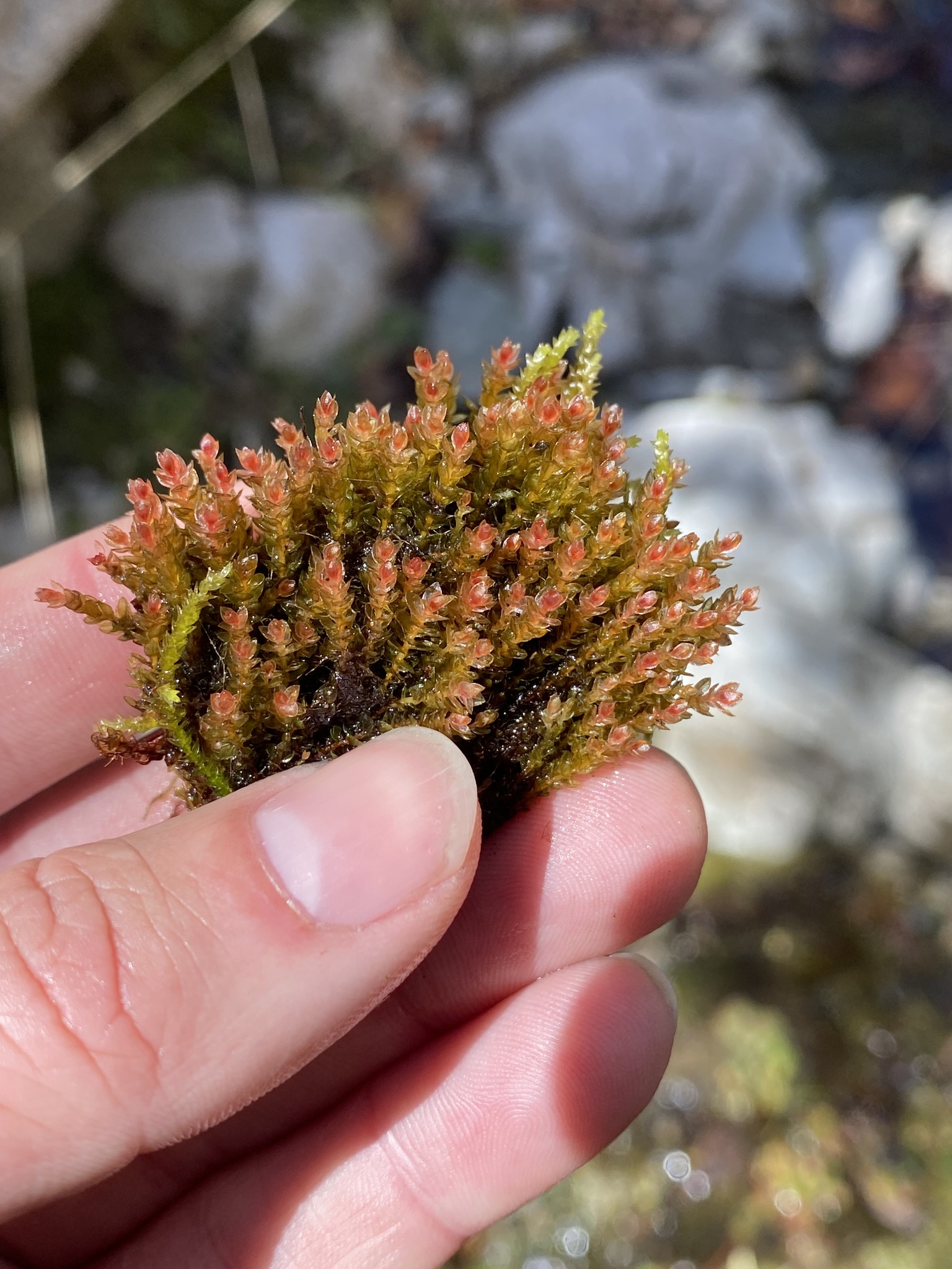 Plagiobryoides incrassatolimbata