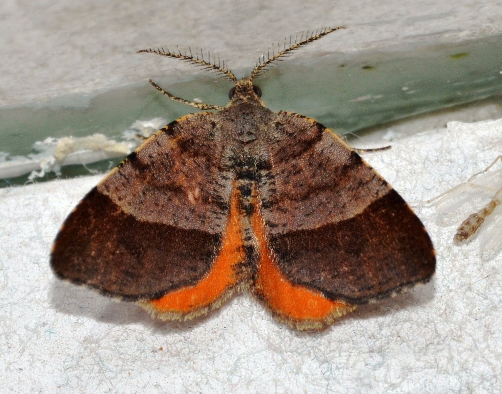 Orange Wing Moth