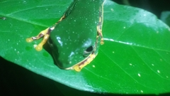 Callimedusa tomopterna