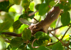 Hissing Sand Snake photo 2