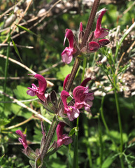Salvia hierosolymitana