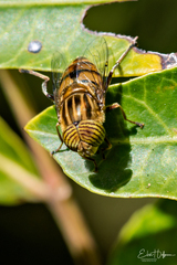 Eristalodes