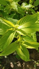 Lysimachia ciliata