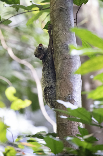 Sunda Colugo (Galeopterus variegatus)