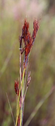 Image of Tetraria ustulata by (c) Tony Rebelo, some rights reserved (CC BY-SA)