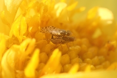 Campiglossa sororcula