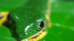 Callimedusa tomopterna
