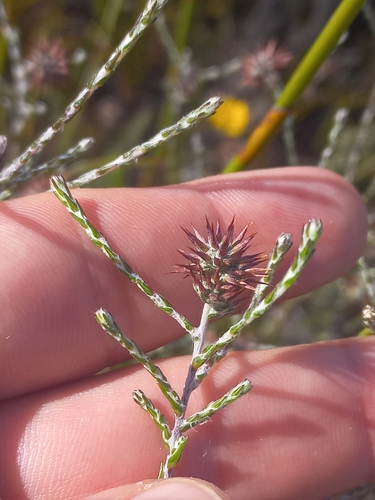Image of Seriphium incanum by (c) Brian du Preez, some rights reserved (CC BY-SA)