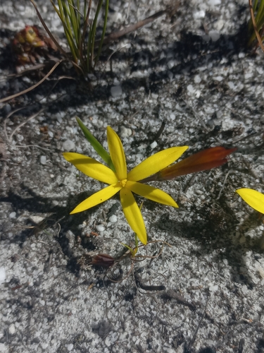 Image of Pauridia monophylla by (c) Brian du Preez, some rights reserved (CC BY-SA)