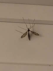 Tipula pacifica