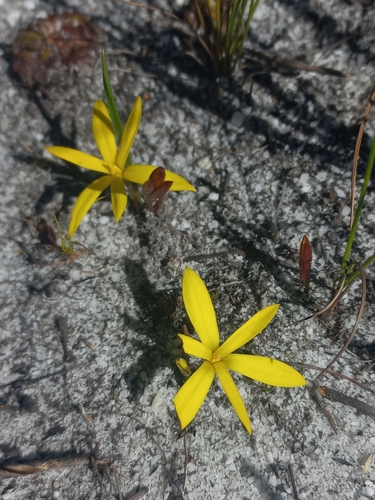 Image of Pauridia monophylla by (c) Brian du Preez, some rights reserved (CC BY-SA)