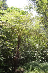 Cyathea bicrenata