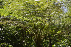 Cyathea bicrenata