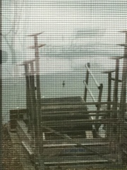 Lophodytes cucullatus