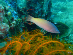 Halichoeres prosopeion