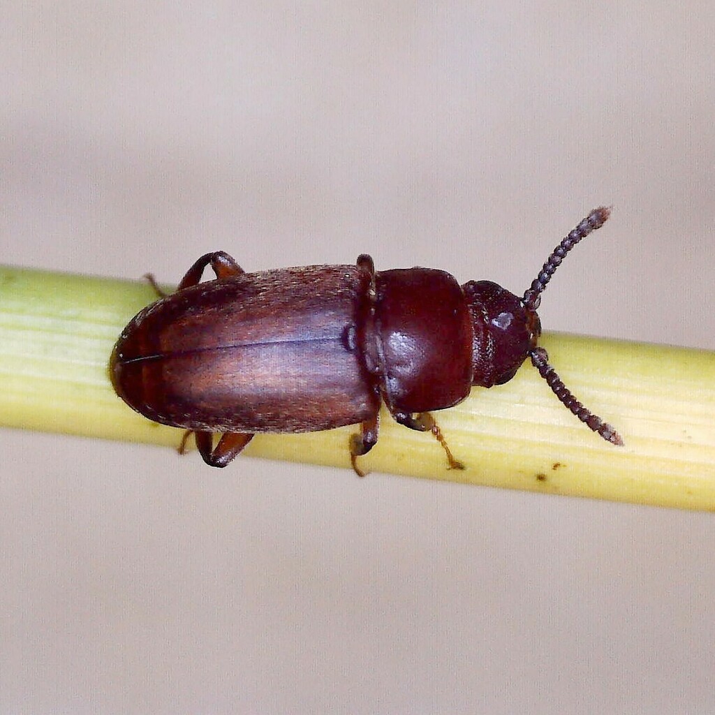 Antherophagus similis