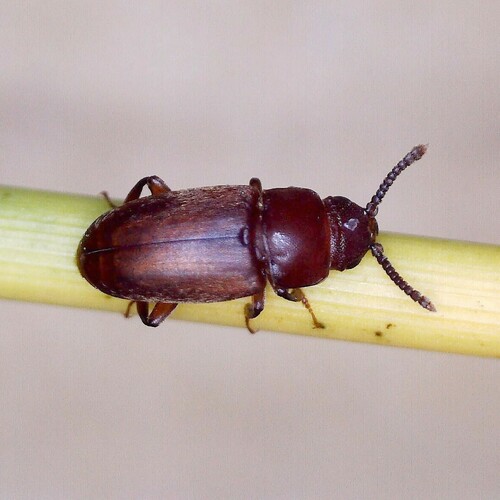Antherophagus similis