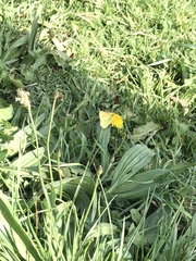 Colias euxanthe